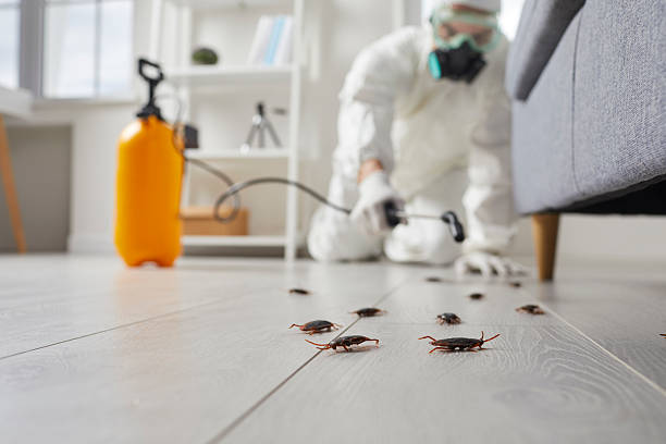 Commercial Kitchen Cockroach Control in Palm Valley